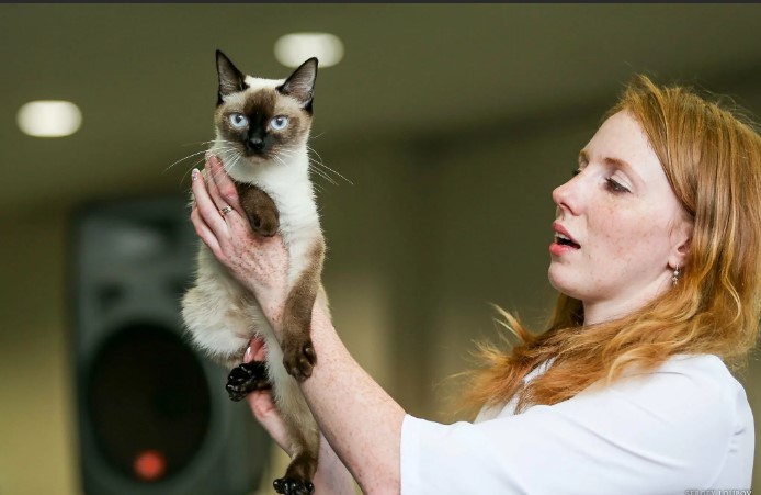 Скиф той боб: описание породы, стандарты, уход и организация питания