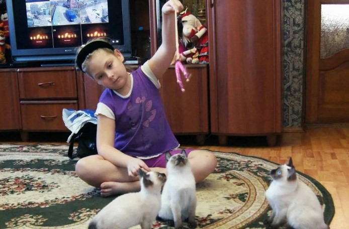 Скиф той боб: описание породы, стандарты, уход и организация питания