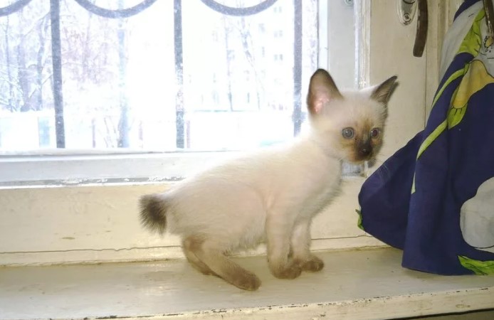 Скиф той боб: описание породы, стандарты, уход и организация питания