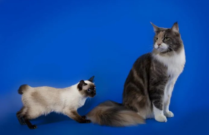 Скиф той боб: описание породы, стандарты, уход и организация питания