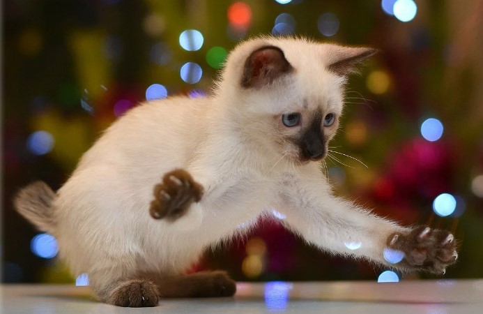 Скиф той боб: описание породы, стандарты, уход и организация питания