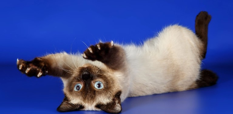 Скиф той боб: описание породы, стандарты, уход и организация питания