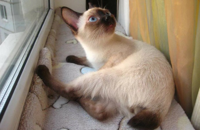 Скиф той боб: описание породы, стандарты, уход и организация питания