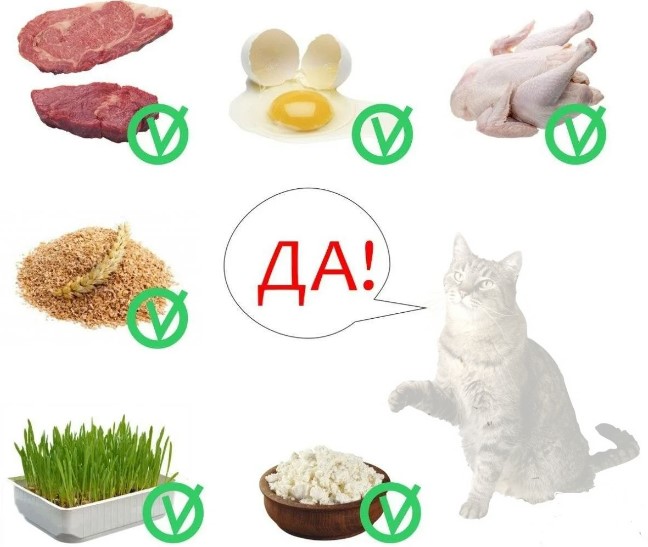 Скиф той боб: описание породы, стандарты, уход и организация питания