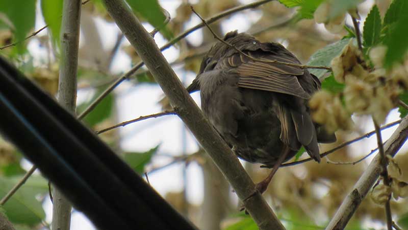 О птице черном дрозде: как выглядит самка и самец, где зимует, чем питается