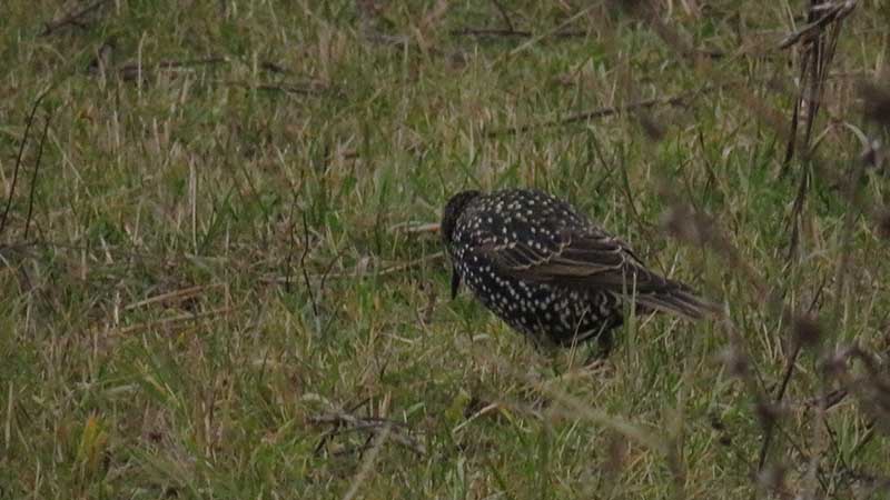 О птице черном дрозде: как выглядит самка и самец, где зимует, чем питается