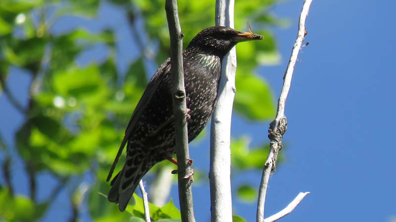 О птице черном дрозде: как выглядит самка и самец, где зимует, чем питается
