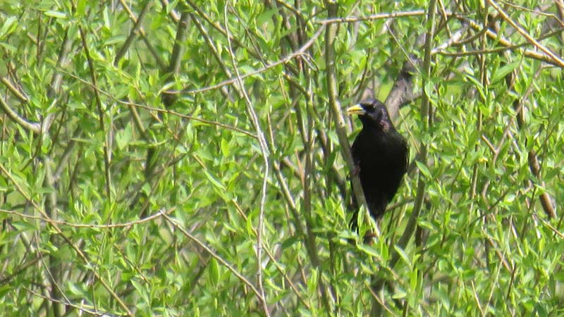 О птице черном дрозде: как выглядит самка и самец, где зимует, чем питается