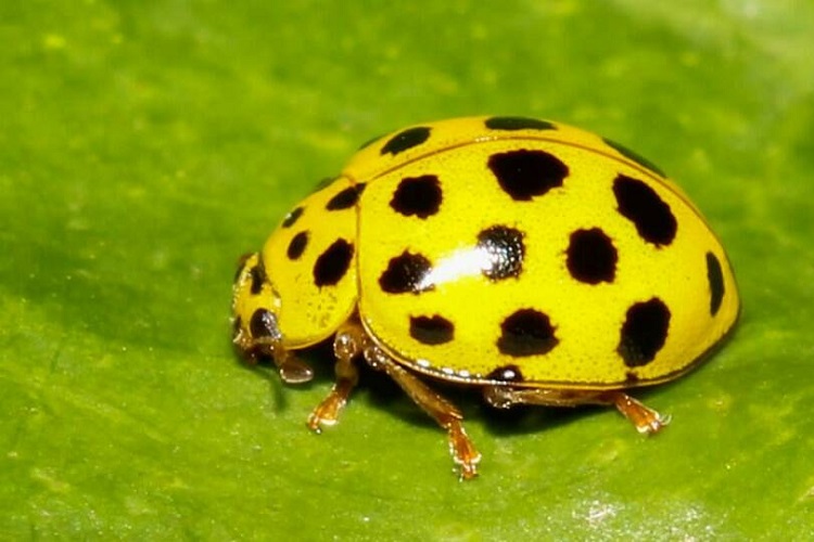 Крупный план насекомых