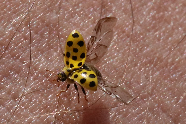 Желтая божья коровка на коже человека