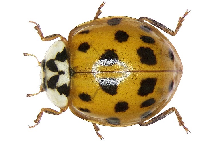 Желтая божья коровка с черными пятнами