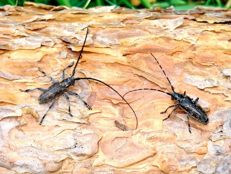 Жук дровосек - описание, питание, как выглядит, статус в красной книге