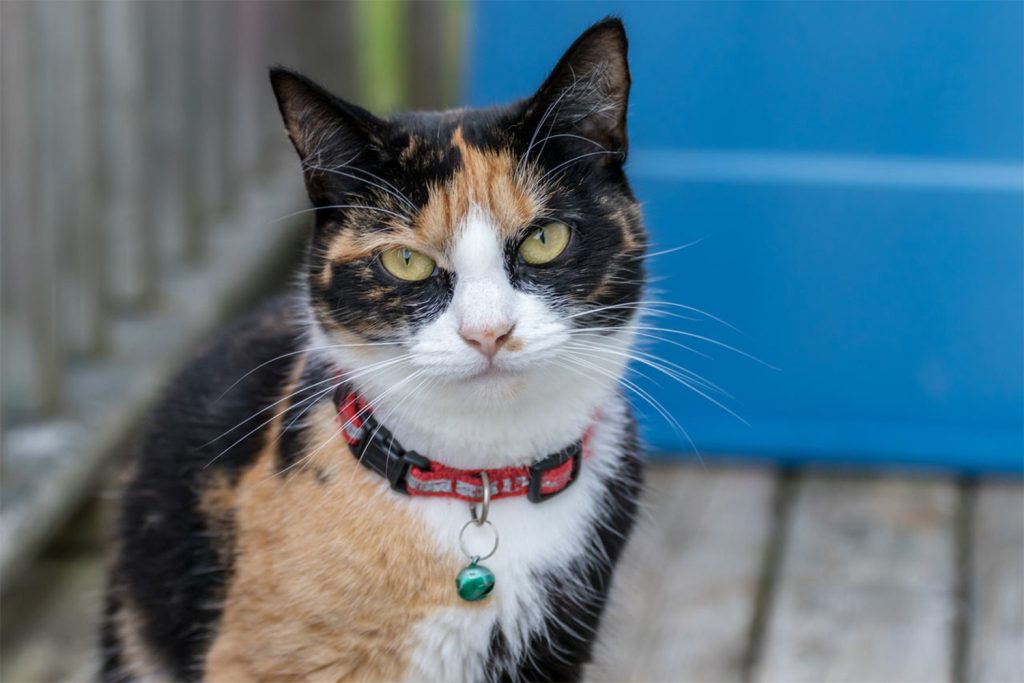 Средства от глистов для кошек: таблетки, суспензия, капли на гриву – как выбрать безопасный и эффективный препарат