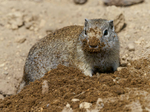 суслик роет нору