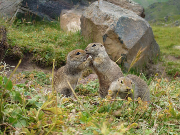 Суслики на Кавказе