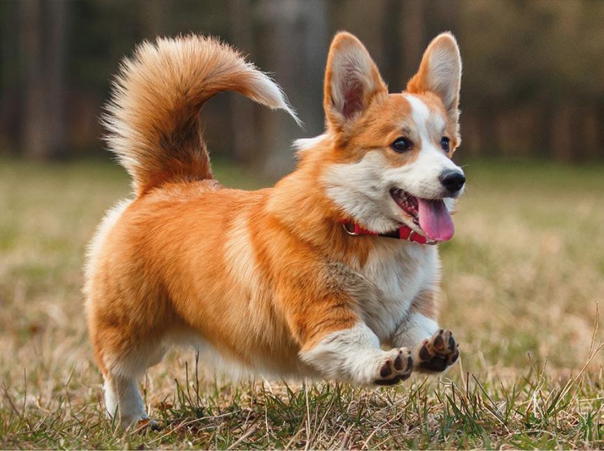 Короткошерстная нелиняющая собака мелкой породы корги