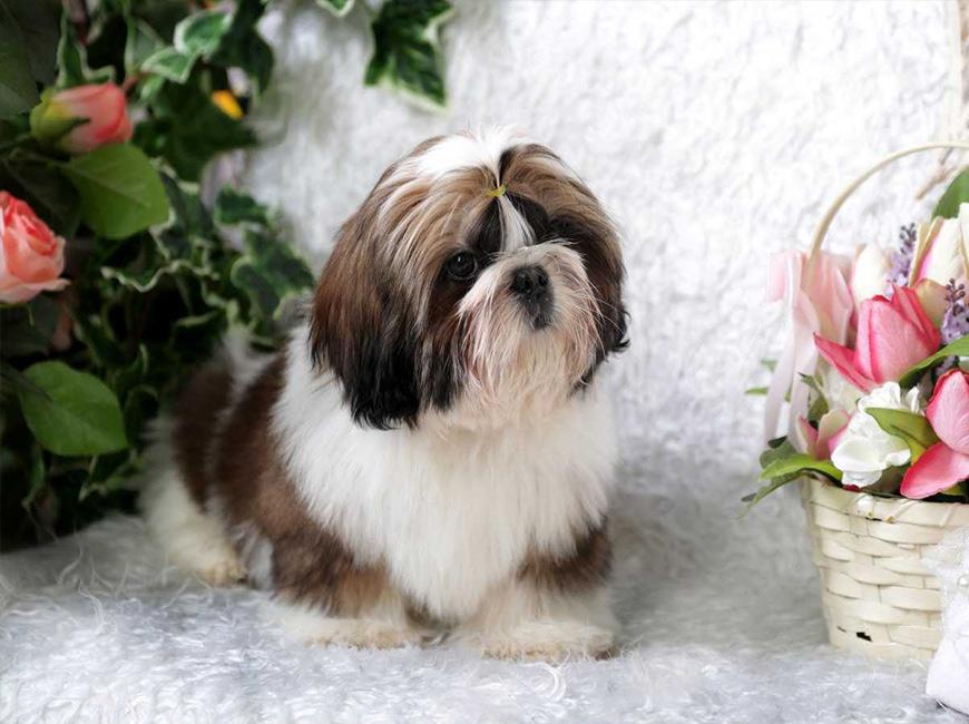 Короткошерстная нелиняющая собака мелкой породы ши-тцу