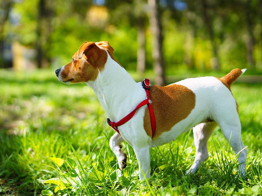Короткошерстная нелиняющая собака мелкой породы Джек Рассел