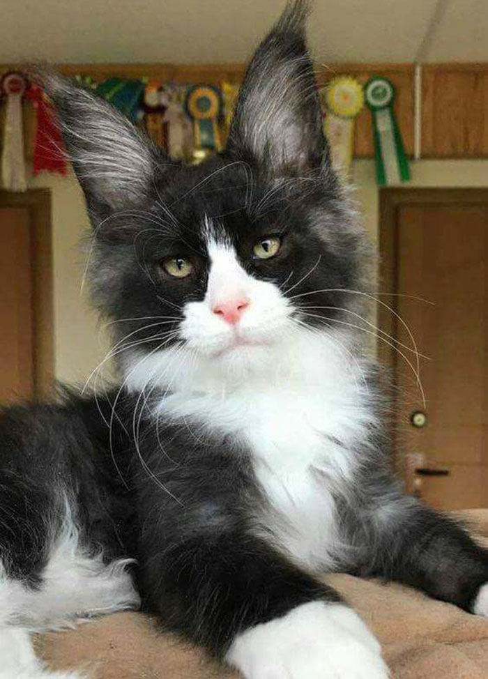 котенок мейн-кун