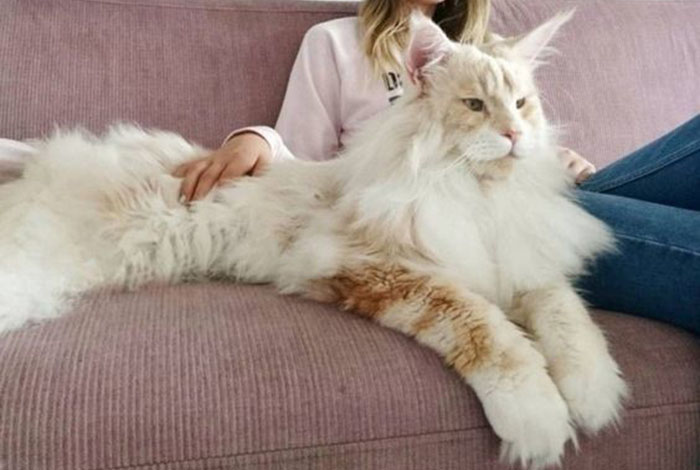 Мейн-кун со своим хозяином