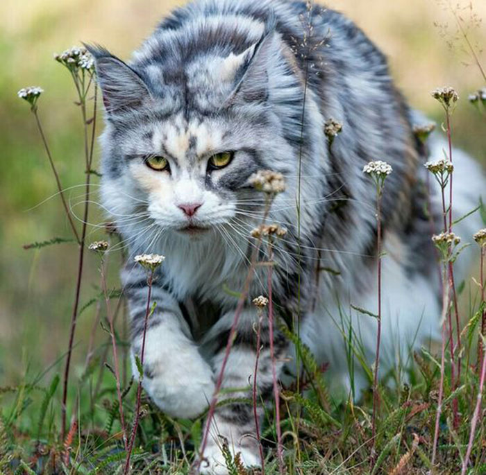 Охота на мейн-куна