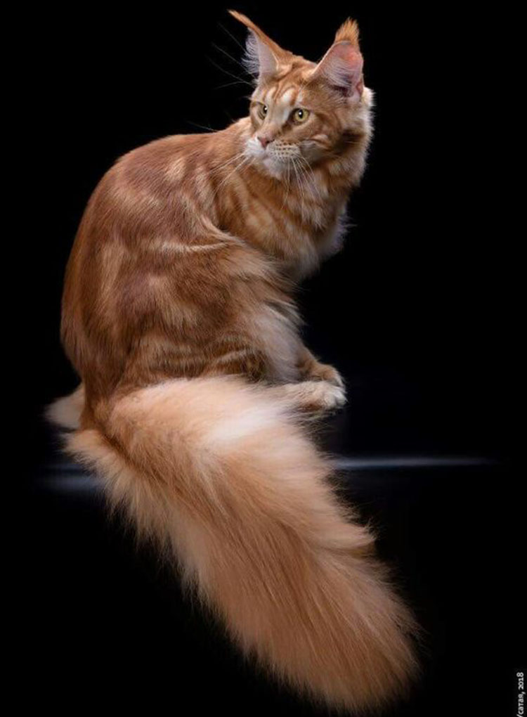 лучший мейн-кун 2014 года