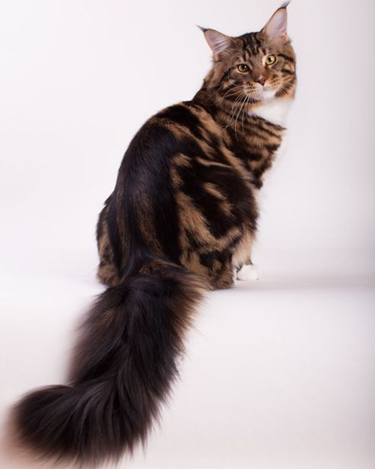 Лучший мейн-кун 2013 года