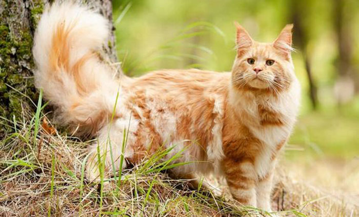 Красный Мейн-кун