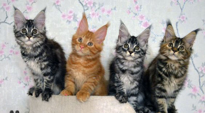 котята мейн-кун