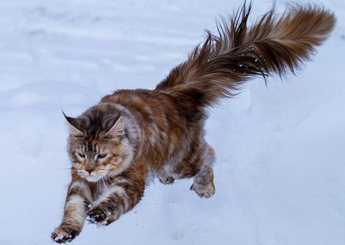 Мейн-кун прыгает