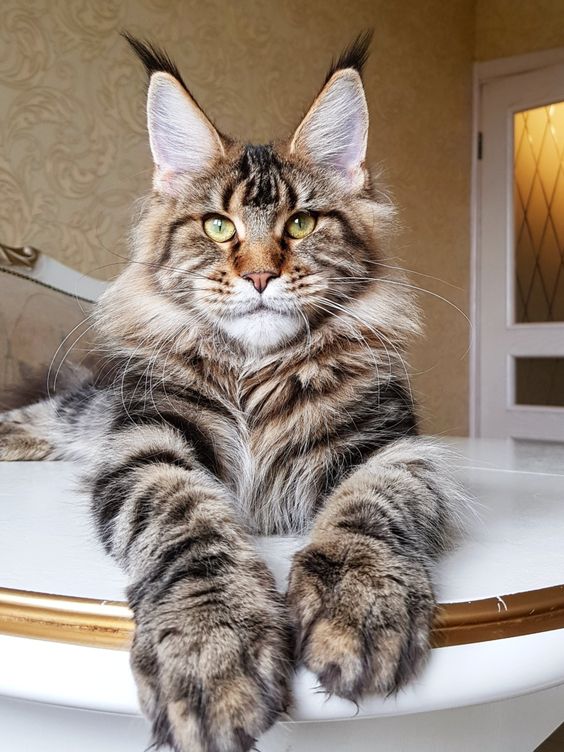 Мощные лапы у мейн-куна