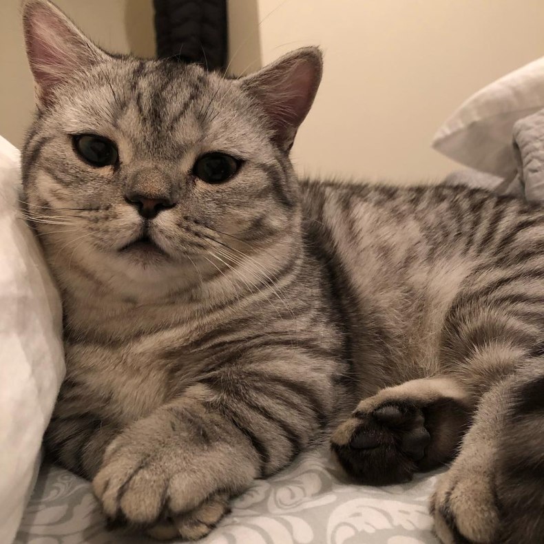 Кошки манчкин (munchkin): особенности породы, уход и содержание питомца