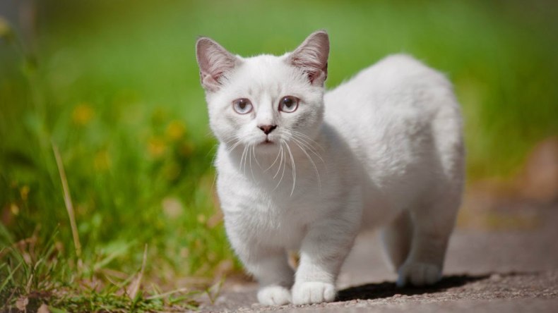 Кошки манчкин (munchkin): особенности породы, уход и содержание питомца