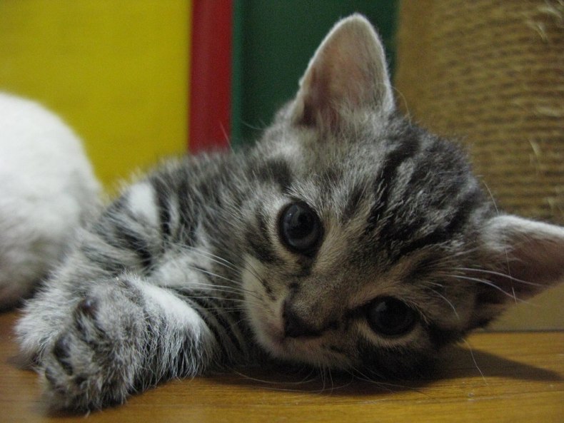 Кошки манчкин (munchkin): особенности породы, уход и содержание питомца