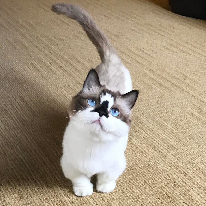 Кошки манчкин (munchkin): особенности породы, уход и содержание питомца