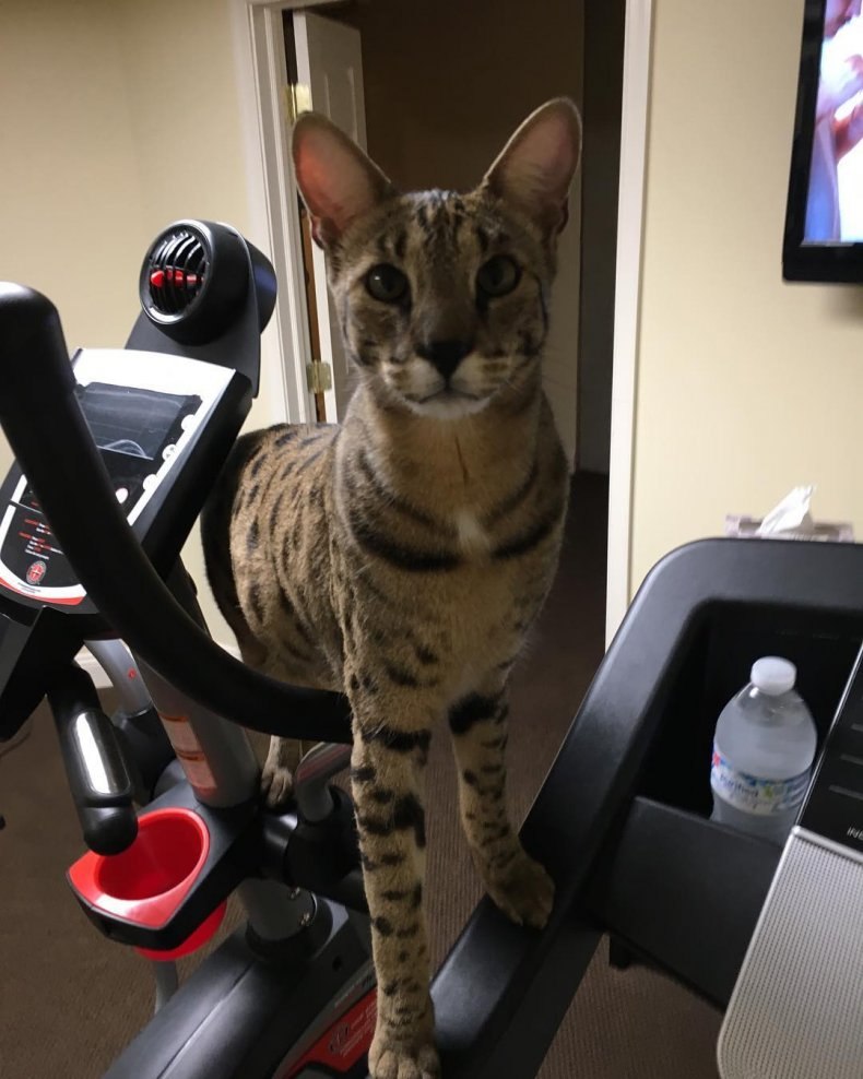 Саванна (ашера): стандарты породы, размеры, окрас, характер, отношение к человеку и другим домашним животным, здоровье