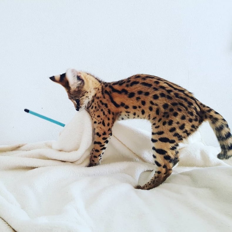 Саванна (ашера): стандарты породы, размеры, окрас, характер, отношение к человеку и другим домашним животным, здоровье