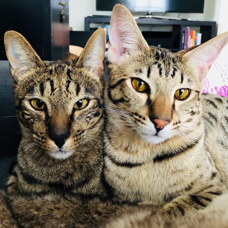 Саванна (ашера): стандарты породы, размеры, окрас, характер, отношение к человеку и другим домашним животным, здоровье