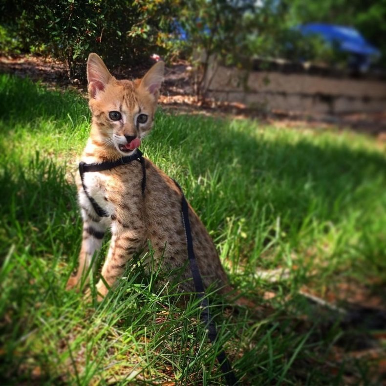 Саванна (ашера): стандарты породы, размеры, окрас, характер, отношение к человеку и другим домашним животным, здоровье