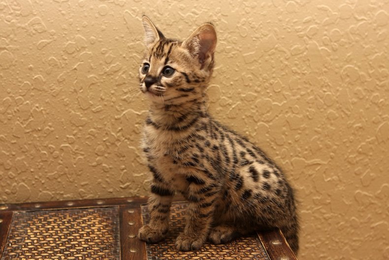 Саванна (ашера): стандарты породы, размеры, окрас, характер, отношение к человеку и другим домашним животным, здоровье