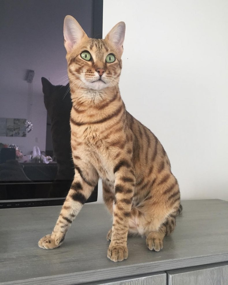 Саванна (ашера): стандарты породы, размеры, окрас, характер, отношение к человеку и другим домашним животным, здоровье