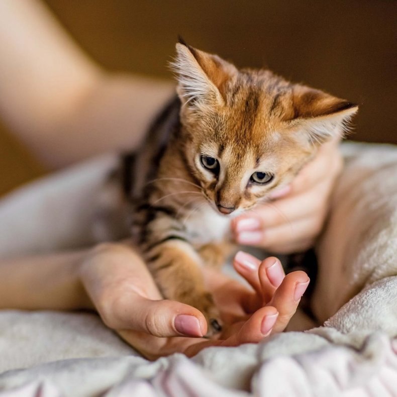 Саванна (ашера): стандарты породы, размеры, окрас, характер, отношение к человеку и другим домашним животным, здоровье