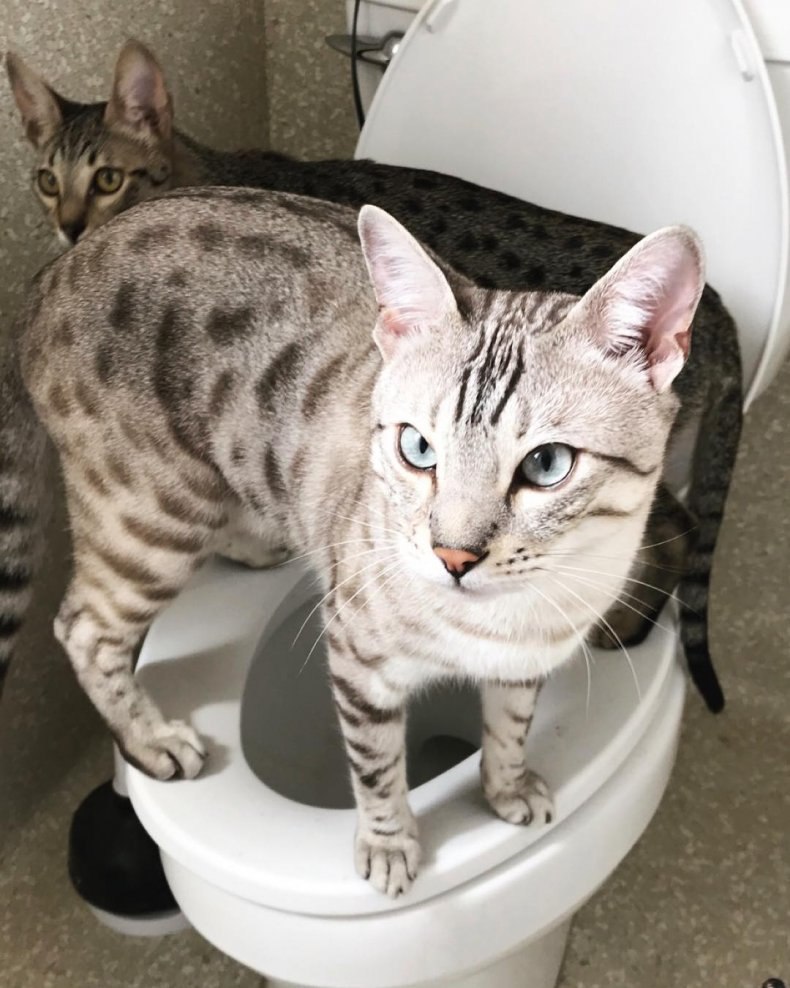 Саванна (ашера): стандарты породы, размеры, окрас, характер, отношение к человеку и другим домашним животным, здоровье