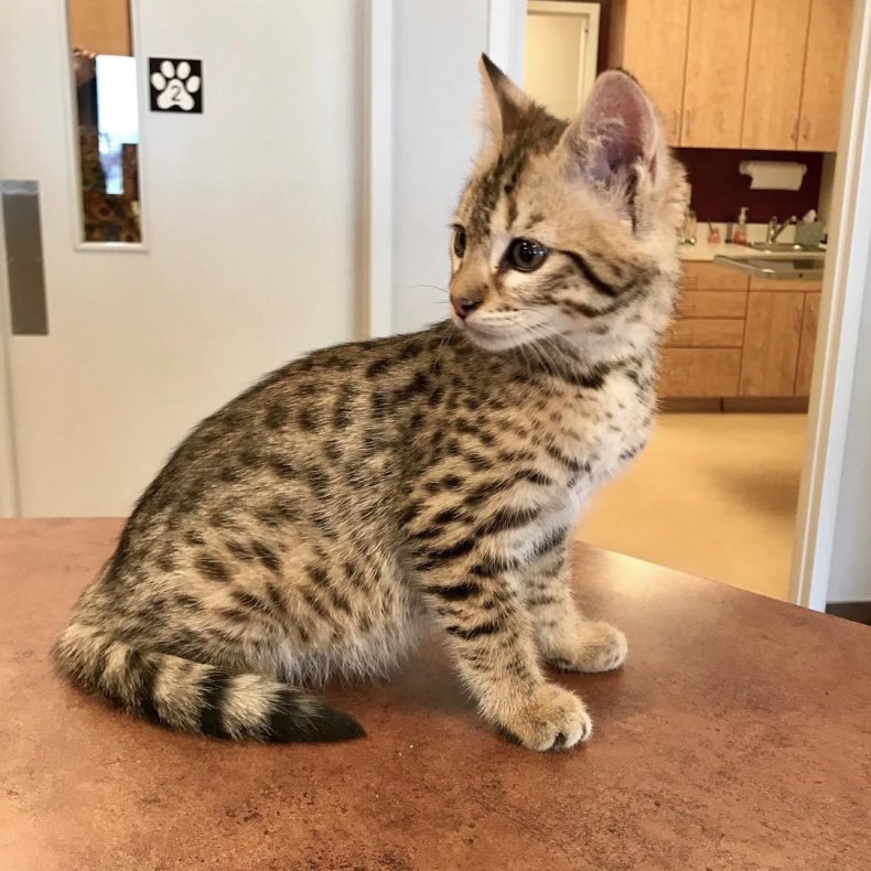 Саванна (ашера): стандарты породы, размеры, окрас, характер, отношение к человеку и другим домашним животным, здоровье