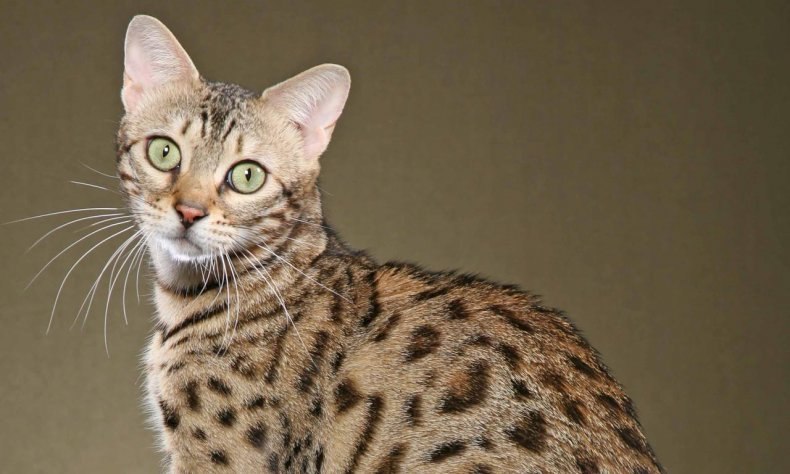 Саванна (ашера): стандарты породы, размеры, окрас, характер, отношение к человеку и другим домашним животным, здоровье