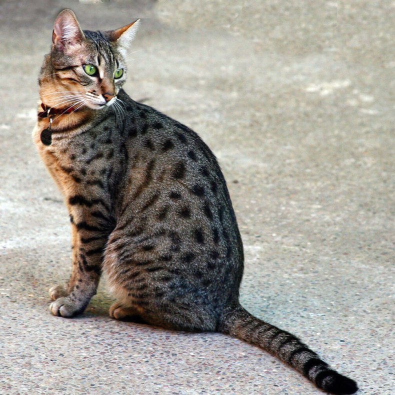 Серенгети: порода кошек с необычной внешностью, описание экстерьера и характера