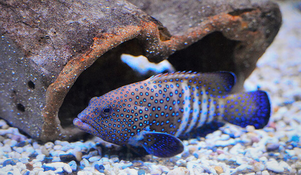 Фото: Групер в воде