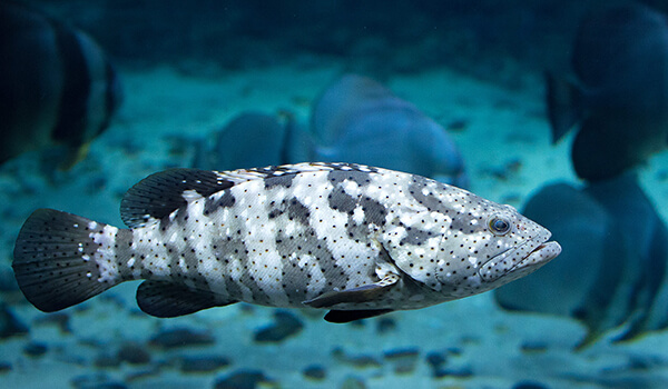 Фото: Групер