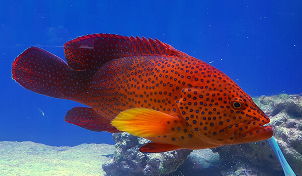 Фото: Гигантский групер