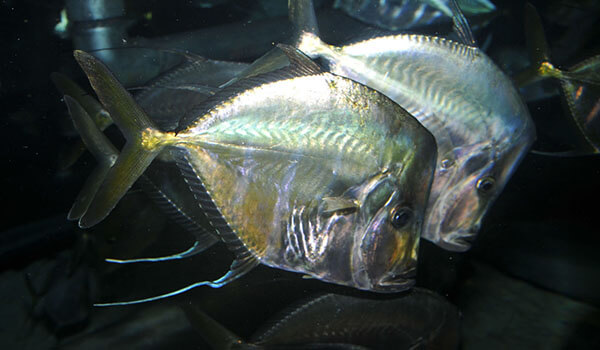 Фото: Вомерпар